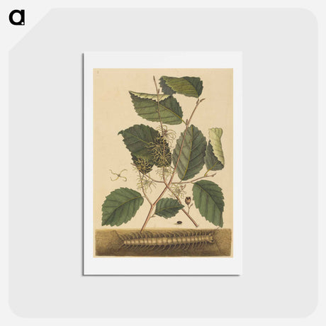 アートポストカード-Centipede
 - マーク ケイツビー Postcard.