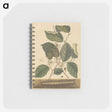 2-25_Mark-Catesby_memo