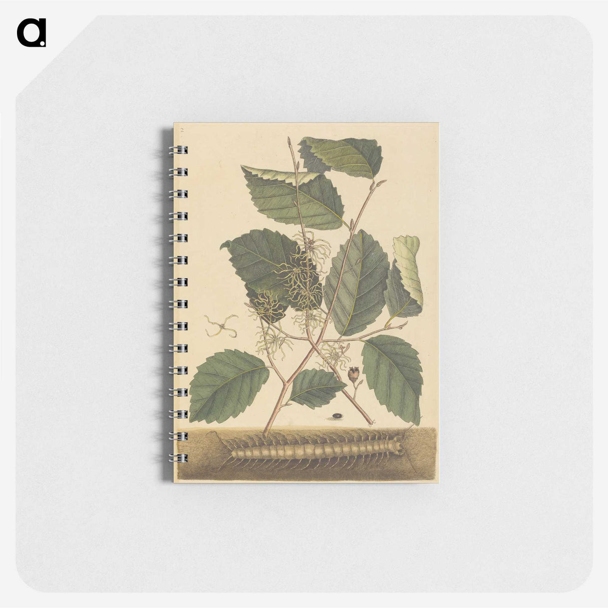 2-25_Mark-Catesby_memo