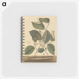 2-25_Mark-Catesby_memo