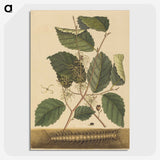 2-25_Mark-Catesby_picture-crop
