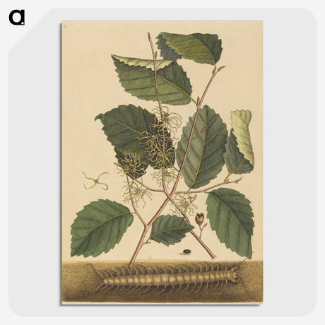 2-25_Mark-Catesby_picture-crop