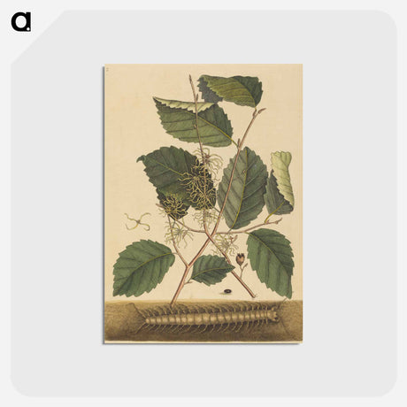 アートポストカード-Centipede
 - マーク ケイツビー Postcard.