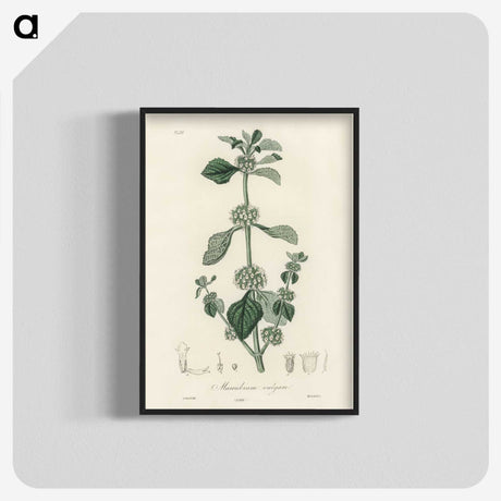 2-25_Medical-Botany_blk-crop
