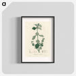 アートポスター-White Horehound Illustration
 - 薬用植物学 Poster.