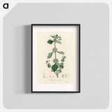 アートポスター-White Horehound Illustration
 - 薬用植物学 Poster.