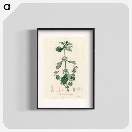 アートポスター-White Horehound Illustration
 - 薬用植物学 Poster.