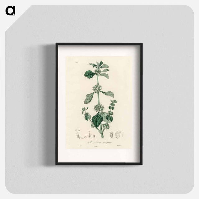 アートポスター-White Horehound Illustration
 - 薬用植物学 Poster.