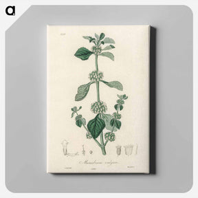 アートパネル-White Horehound Illustration
 - 薬用植物学 Canvas.