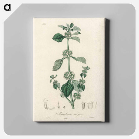 アートパネル-White Horehound Illustration
 - 薬用植物学 Canvas.