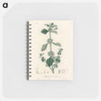 アートメモ帳-White Horehound Illustration
 - 薬用植物学 Memo.
