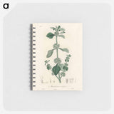 アートメモ帳-White Horehound Illustration
 - 薬用植物学 Memo.