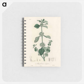 アートメモ帳-White Horehound Illustration
 - 薬用植物学 Memo.