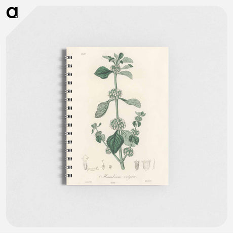 アートメモ帳-White Horehound Illustration
 - 薬用植物学 Memo.