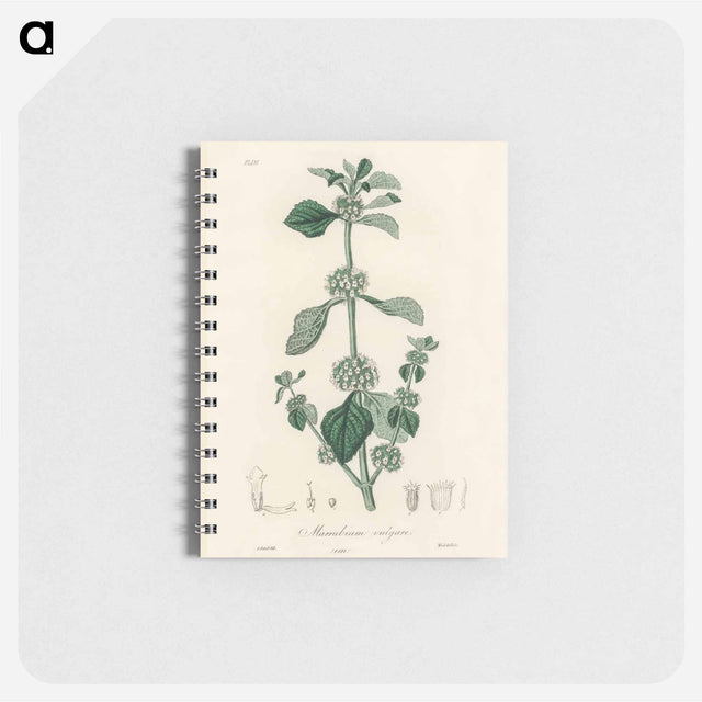 アートメモ帳-White Horehound Illustration
 - 薬用植物学 Memo.