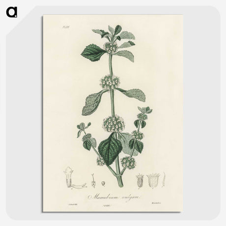 2-25_Medical-Botany_picture-crop