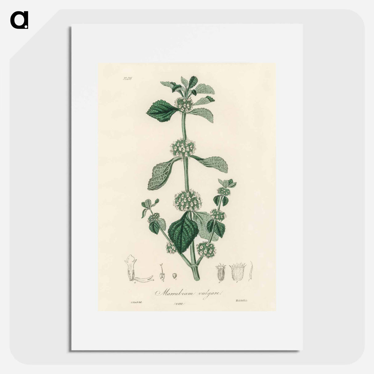 アートポスター-White Horehound Illustration
 - 薬用植物学 Poster.