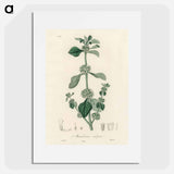 アートポスター-White Horehound Illustration
 - 薬用植物学 Poster.