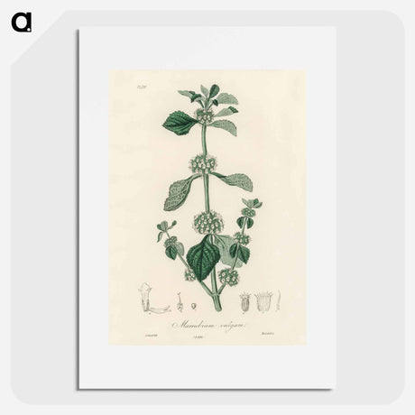 アートポスター-White Horehound Illustration
 - 薬用植物学 Poster.