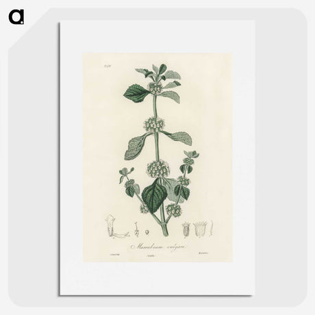 2-25_Medical-Botany_picture