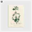 アートポストカード-White Horehound Illustration
 - 薬用植物学 Postcard.