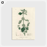 アートポストカード-White Horehound Illustration
 - 薬用植物学 Postcard.