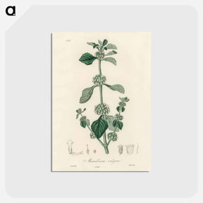 アートポストカード-White Horehound Illustration
 - 薬用植物学 Postcard.
