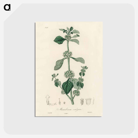 アートポストカード-White Horehound Illustration
 - 薬用植物学 Postcard.