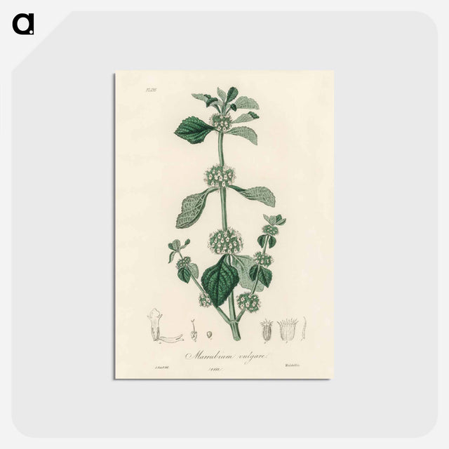 アートポストカード-White Horehound Illustration
 - 薬用植物学 Postcard.
