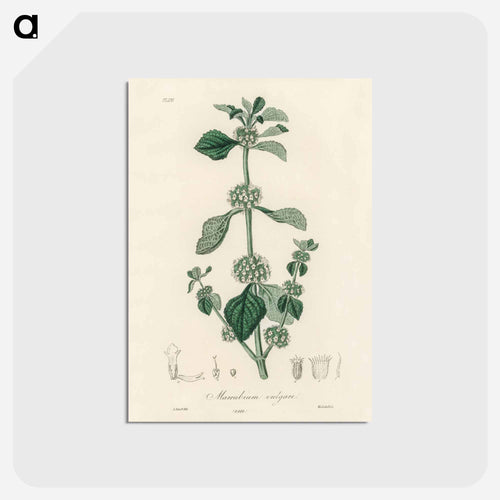 White Horehound Illustration
 - Medicinal Botany Postcard.