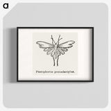 2-25_Moths-and-Butterflies-of-the-United-States_blk