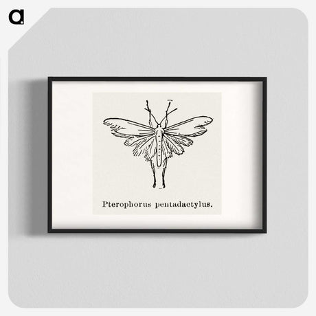 2-25_Moths-and-Butterflies-of-the-United-States_blk