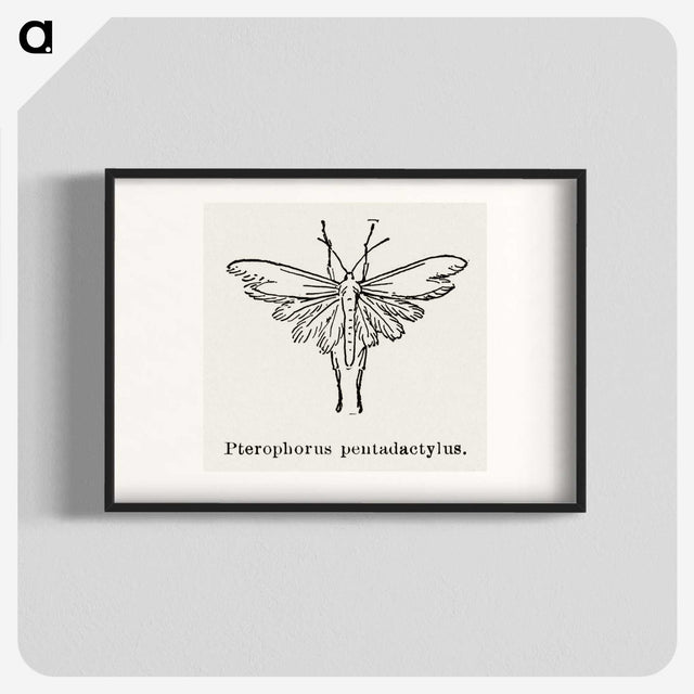 2-25_Moths-and-Butterflies-of-the-United-States_blk