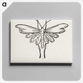 2-25_Moths-and-Butterflies-of-the-United-States_canvas