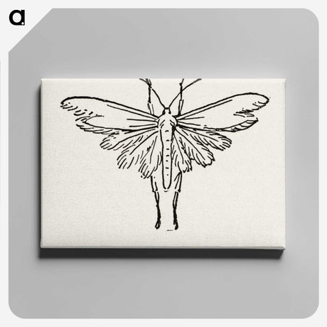 2-25_Moths-and-Butterflies-of-the-United-States_canvas