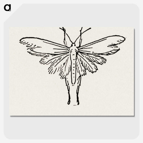 2-25_Moths-and-Butterflies-of-the-United-States_picture-crop