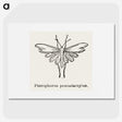 2-25_Moths-and-Butterflies-of-the-United-States_picture