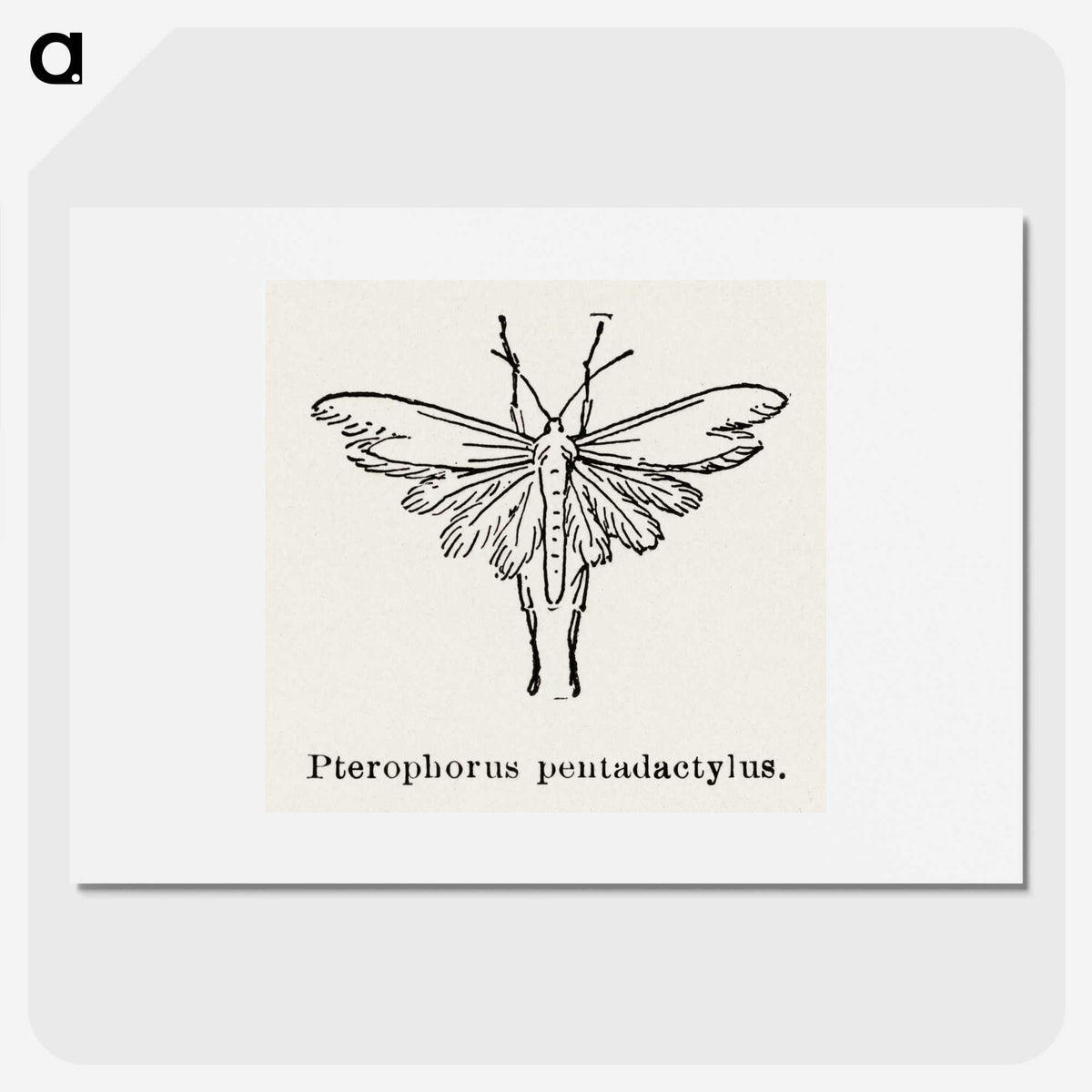 2-25_Moths-and-Butterflies-of-the-United-States_picture