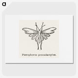 2-25_Moths-and-Butterflies-of-the-United-States_picture