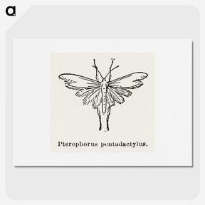 2-25_Moths-and-Butterflies-of-the-United-States_picture