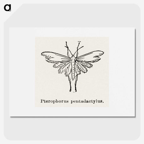 2-25_Moths-and-Butterflies-of-the-United-States_picture
