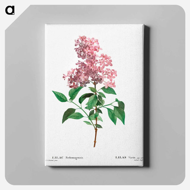 アートパネル-Chinese lilac - ピエール ジョゼフ ルドゥーテ Canvas.