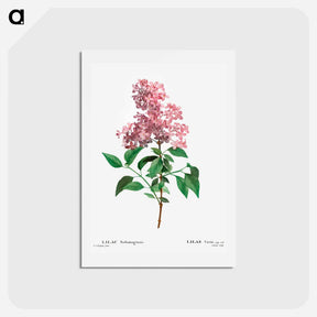 アートポストカード-Chinese lilac - ピエール ジョゼフ ルドゥーテ Postcard.