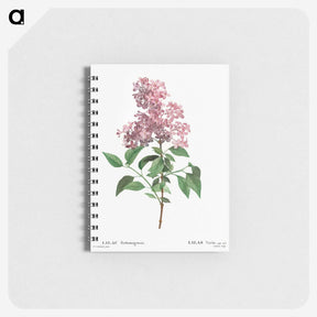 2-25_Pierre-Joseph-Redoute_memo