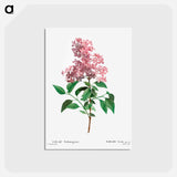 アートポストカード-Chinese lilac - ピエール ジョゼフ ルドゥーテ Postcard.
