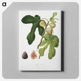 2-25_Pomona-Italiana_canvas