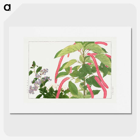 2-25_Seiyo-Soka-Zufu_picture