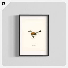 アートポスター-Red-backed Shrike
 - スヴェンスカ フォグラル Poster.