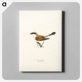 アートパネル-Red-backed Shrike
 - スヴェンスカ フォグラル Canvas.