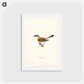 アートポストカード-Red-backed Shrike
 - スヴェンスカ フォグラル Postcard.